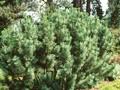 Pinus pumila Oosthoek Image 1