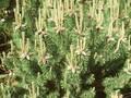 Pinus pumilio Image 1