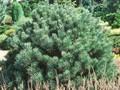 Pinus sylvestris Argentea Compacta Image 1
