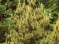 Pinus sylvestris Aurea Image 1
