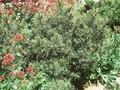 Pinus sylvestris Beuvronensis Image 1