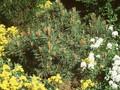 Pinus sylvestris Hibernica Image 1