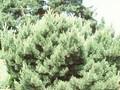 Pinus sylvestris Nana Image 1