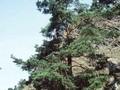 Pinus sylvestris Norske Typ Image 1