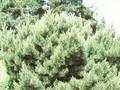 Pinus sylvestris Pumila Image 1