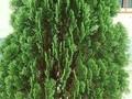 Platycladus orientalis Image 1