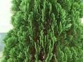 Platycladus stricta Image 1