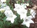 Platycodon grandiflorus Albus Image 1