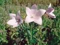 Platycodon grandiflorus Mother of Pearl Image 1
