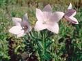 Platycodon grandiflorus Perlmutterschale Image 1