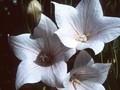 Platycodon grandiflorus Shell Pink Image 1