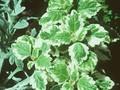 Plectranthus forsteri Marginatus Image 1