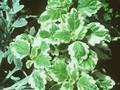 Plectranthus forsteri Variegatus Image 1