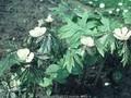 Podophyllum emodi Image 1