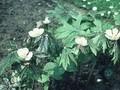 Podophyllum hexandrum Image 1