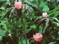 Podophyllum hexandrum Majus Image 1