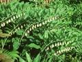 Polygonatum biflorum Image 1