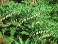 Polygonatum canaliculatum Image 1