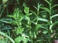 Polygonatum falcatum Image 1