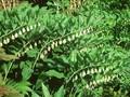 Polygonatum giganteum Image 1