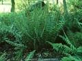 Polystichum acrostichoides Image 1