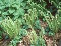 Polystichum aculeatum Image 1