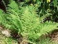 Polystichum angulare Image 1