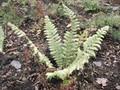 Polystichum braunii Image 1