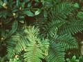 Polystichum polyblepharum Image 1