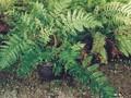 Polystichum rigens Image 1