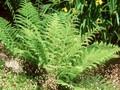 Polystichum setiferum Image 1