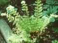 Polystichum setiferum Dahlem Image 1