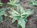 Polystichum setiferum Plumosum Densum Image 1