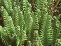 Polystichum setiferum Proliferum Image 1