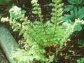 Polystichum setiferum Proliferum Dahlem Image 1