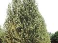 Populus nigra Italica Image 1
