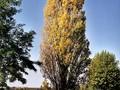Populus nigra Italica Image 2