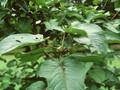 Populus lasiocarpa Image 1