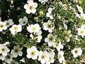 Potentilla fruticosa Abbotswood Image 1