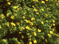 Potentilla fruticosa Goldfinger Image 1