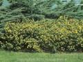 Potentilla fruticosa Klondike Image 1