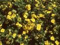 Potentilla fruticosa Goldstern Image 1