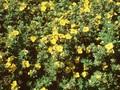 Potentilla fruticosa Goldteppich Image 1