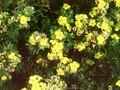 Potentilla fruticosa Jackman s Variety Image 1