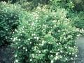 Potentilla fruticosa Sandved Image 1