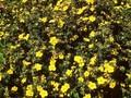 Potentilla fruticosa Sommerflor Image 1