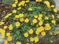 Potentilla neumanniana Goldrausch Image 1