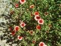 Potentilla willmottiae Image 1