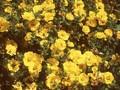 Potentilla Yellow Queen Image 1