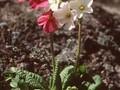 Primula amoena Image 1